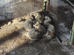 -青藏高原野生动物园