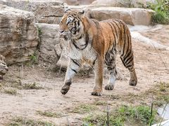 -北京野生动物园