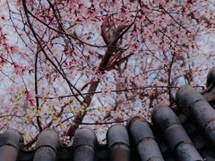 -桃花堤公园