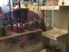 -猫咪博物馆(顶澳仔猫街店)