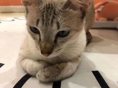 -藏猫猫咖啡主题馆(中央大道店)