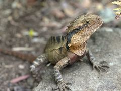 -可伦宾野生动物保护区