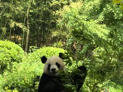 -都江堰中华大熊猫苑