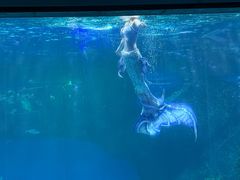 -海合安成都极地海洋公园