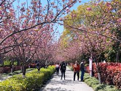 -高东镇樱花园