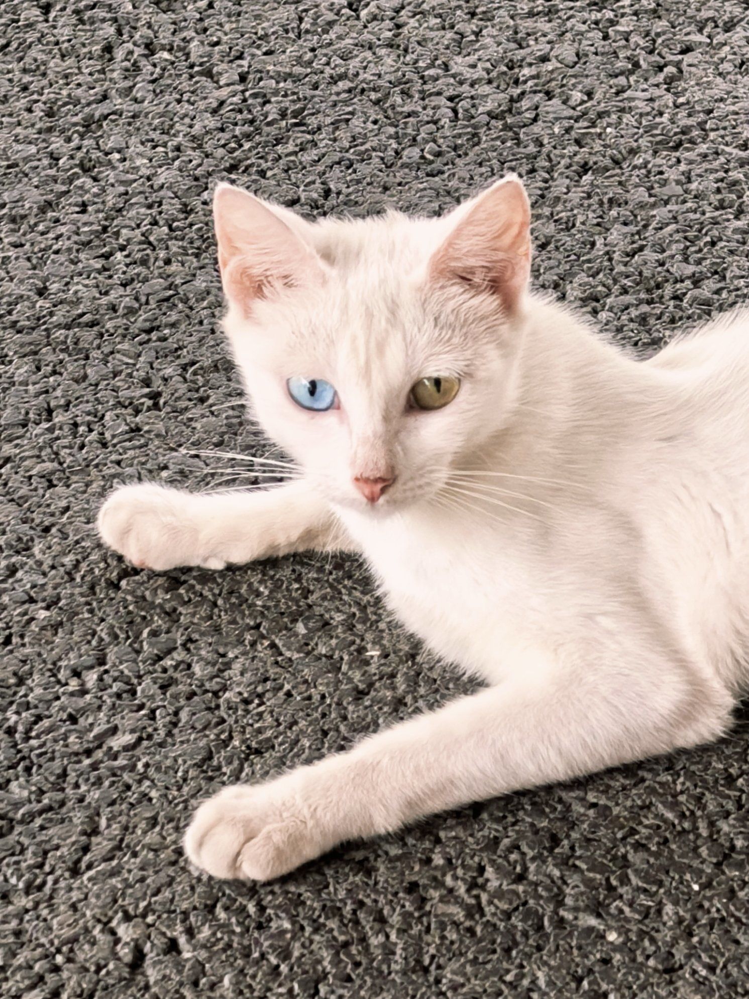 白色小猫的悠闲时光