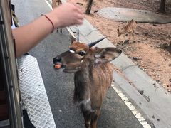 -清迈夜间动物园