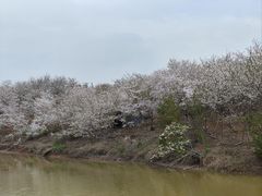 -武汉紫薇都市田园