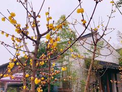 -田园东方蜜桃村的田野营地