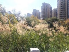 -金山公园