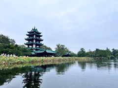 -桂湖森林公园