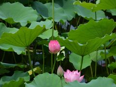 -荔湾湖公园