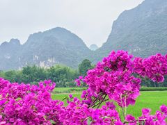 -明仕田园
