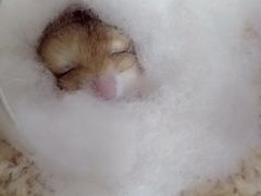 -鞠氏黑芝麻糊(水塔店)