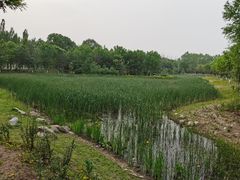 -东郊湿地公园
