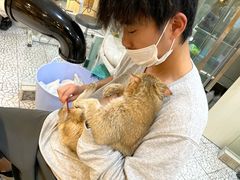 -momokira米努特·德文卷毛猫·棉花面纱犬