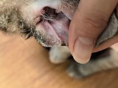 -北京观赏动物医院·24小时大型综合·猫专科·异宠专科