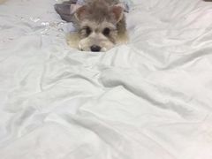 -多卡布奇宠物生活馆(上林世家店)