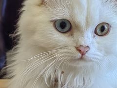 -楼上猫咖(罗湖店)