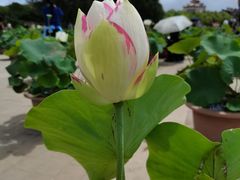 -莲花池公园