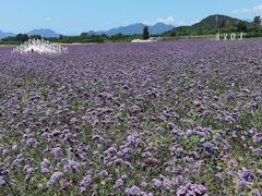 -北京东方普罗旺斯薰衣草庄园