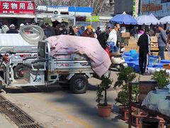 -中环花鸟鱼虫市场