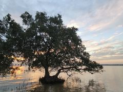 -宝安西湾红树林湿地公园