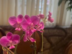 -金河半岛园林酒家(金融城店)