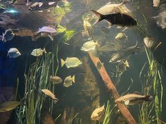 -悉尼海洋生物水族馆