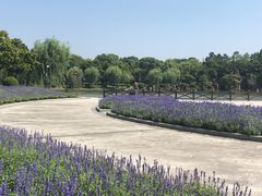-上海鲜花港