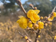 -无锡梅园公园