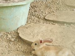 -福建鲤鱼洲酒店