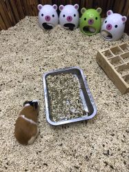 -未来动物城主题公园(正弘城店)