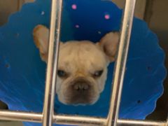 -伟伟宠物医院·CT影像中心·瑞派犬猫综合性门诊(汉口总院)