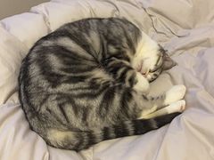 -帕帕拉兹宠物(亚洲旗舰店)