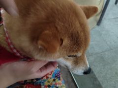 -柴迷FANS CLUB·柴犬狗咖·猫咖