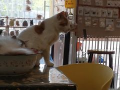 -平行世界·猫咖(首经贸店)