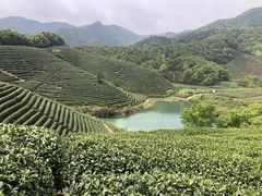 -龙坞茶村