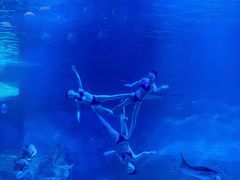 -烟台海昌鲸鲨海洋公园