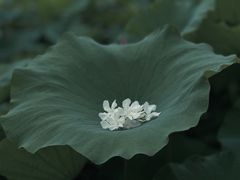 -黄兴公园