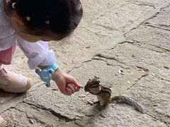 -五营红松林海景区