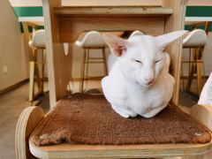 -飞行喵MR PILOT|猫舍·猫咖(静安大融城店)