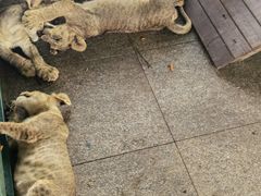 -秦皇岛野生动物园