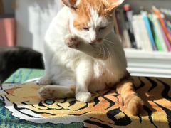 -平行世界·猫咖(首经贸店)