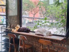 -豆逗聊愈猫阁Easy Life