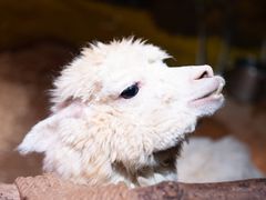 -全优加早教托育园(广百新一城店)