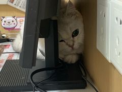 -瑞派康怡24h宠物医院·犬猫医疗中心·微创绝育(瑞景分院)