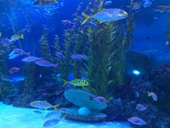 -芜湖新华联大白鲸海洋公园