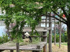 -西霞口神雕山野生动物世界