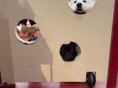 -和它·交个朋友·狗咖猫咖(爱琴海店)